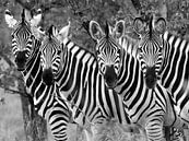 Zebras: "Hallo, hallo! von Bouke Lolkema Miniaturansicht