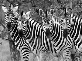 Zebras: "Hallo, hallo! von Bouke Lolkema