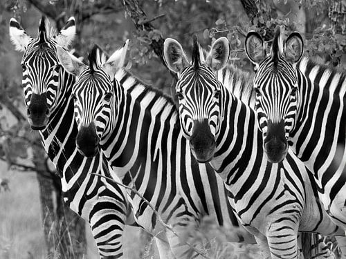 Zebra's: 'hey hallo!'