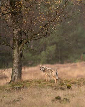 Loup dans la forêt par une belle journée d'automne ensoleillée et calme