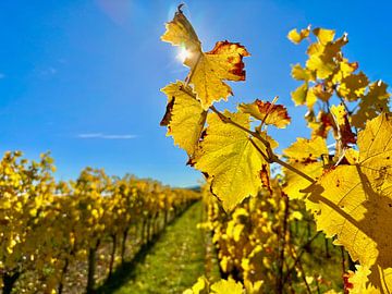 Herbstlich verfärbte Weingärten