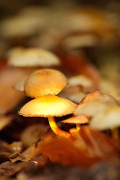 Licht op de paddenstoelen... van Micky Bish