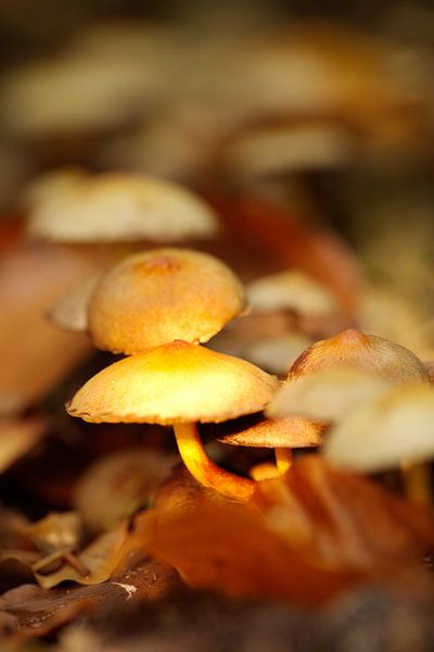 Lumière sur les champignons.... par Micky Bish
