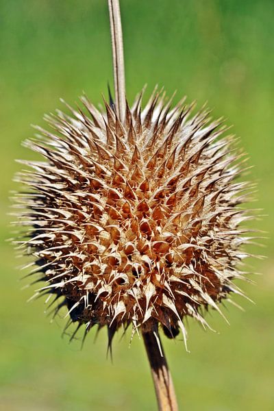 eine verwelkte Löwenohr Pflanze in Südafrika von Werner Lehmann