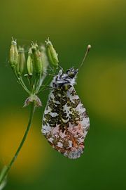Butterfly by Moniek van Hoof-Geenen