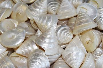 Mother-of-pearl shells by Inge Hogenbijl