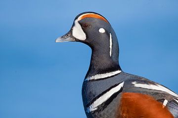 Canard arlequin (Histrionicus histrionicus) en Islande sur AGAMI Photo Agency