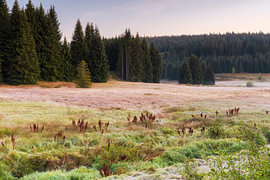 Septembermorgen im Tal