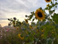 Sonnenblumen mit Sonnenaufgang