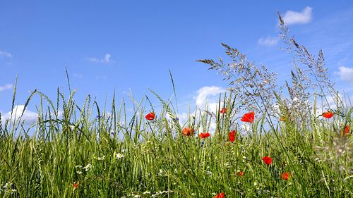 Gräser und Mohn sur Ostsee Bilder