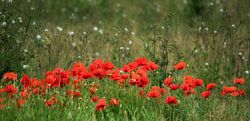 Feld mit Mohnblumen