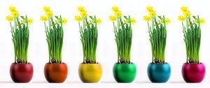 Zes narcissen