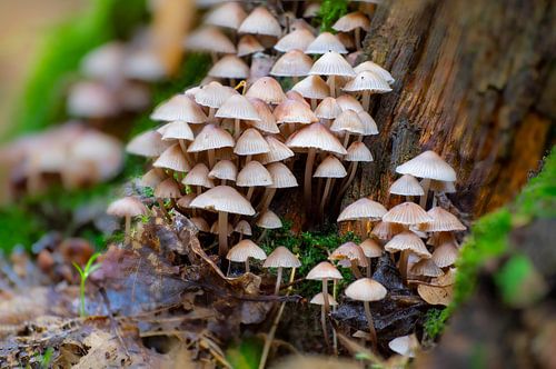 Paddenstoelen op een bemoste boomstam