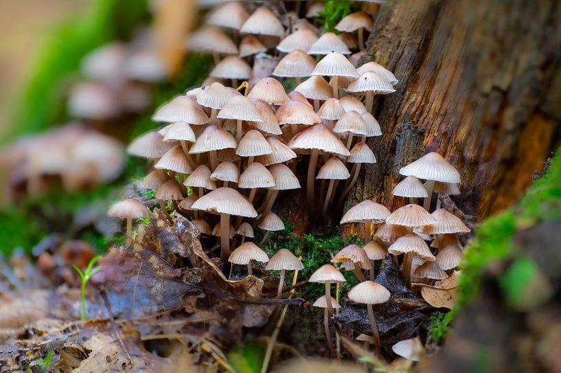Mushrooms grow on a mossy tree trunk by Mario Plechaty Photography