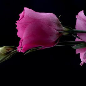 Roze en witte prairie gentianen op zwart van Carine Belzon