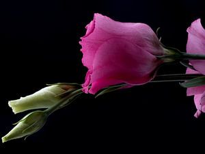 Rosa und weiße Prärie-Enziane auf Schwarz