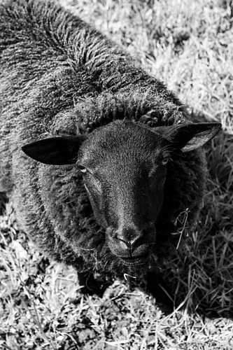 Nieuwsgierig schaap, zwart en wit