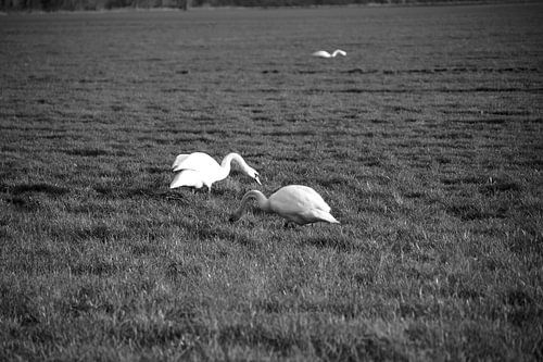 Twee zwanen op een weiland in Emsland