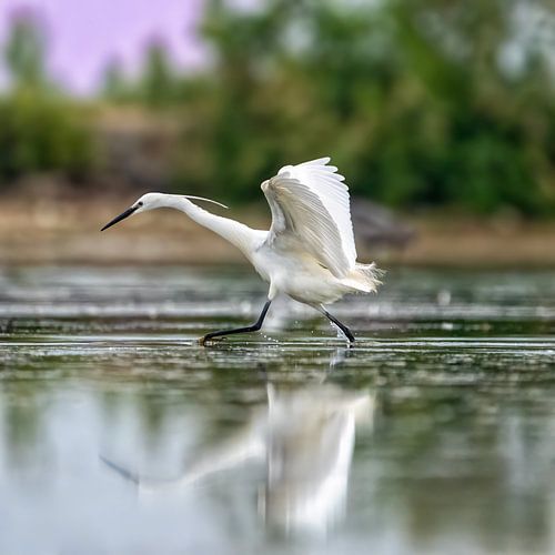 De kleine zilverreiger