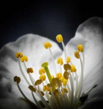 Cherry blossom against black background by Gonnie van Hove