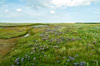 Slufter Texel