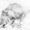 Drinkende leeuw van Jos van Bommel