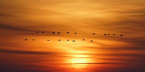 Abflug der Gänse bei Sonnenaufgang