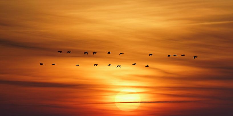 Departure of the geese at sunrise by Bodo Balzer