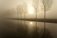Bäume im Nebel