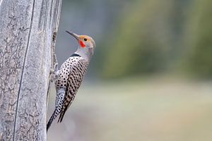 Golden woodpecker (Western woodpecker) Colaptes auratus