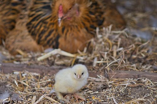 Lief klein geel brahma kuiken