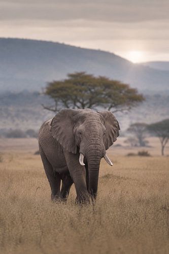 Majestueux éléphant d'Afrique dans la savane – Photographie animalière d'art