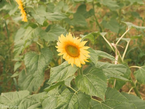 Zonnebloemen