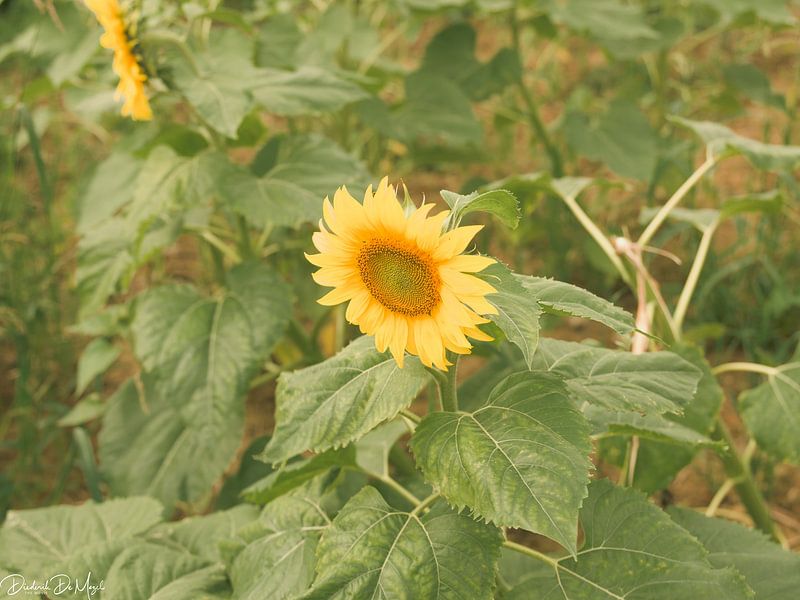 Tournesols par Diederik De Mezel