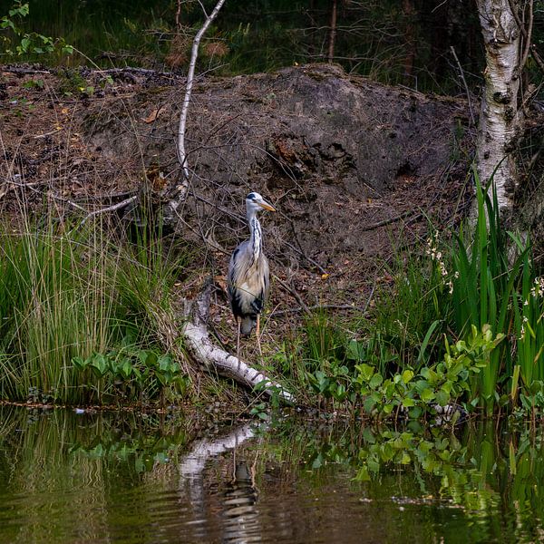 &quot;Forest&quot;heron by Boetiek Fotogeniek