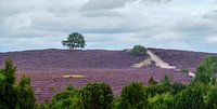 Solitary tree on Lemelerberg with flowering purple heather