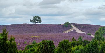 Solitaire boom op de Lemelerberg met bloeiende paarse heide van R Smallenbroek