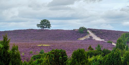 Solitaire boom op de Lemelerberg met bloeiende paarse heide