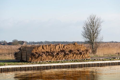 bundels riet voor rietdekkers