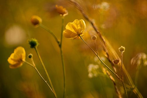Flowers, buttercups