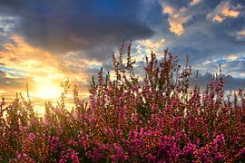 Pickled heather by Claudia De Vries
