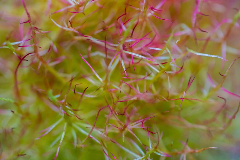 Pflanzendetail Makro rosa und grün von Menno van Duijn