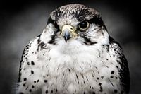 Portrait eines Raptor oder Raubvögel