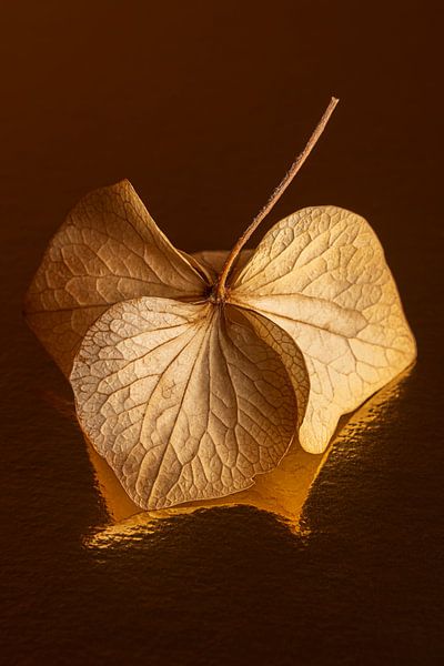Warm colours: Twig with hydrangea leaves dancing on its own reflection by Marjolijn van den Berg