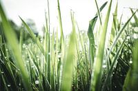 Close-up van nat gras