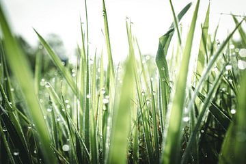 Close-up of wet grass by Jan Eltink