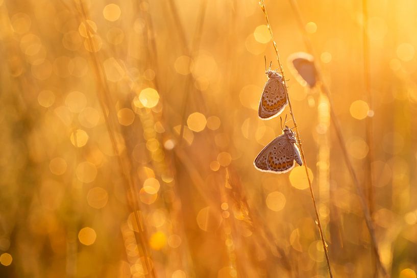 Heather blues in backlight by Aukje Ploeg