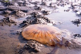 Orange jellyfish washed ashore on the tidal flats, texel, wadden sea by John Ozguc