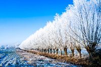 Winter Blauw