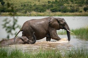 Éléphants